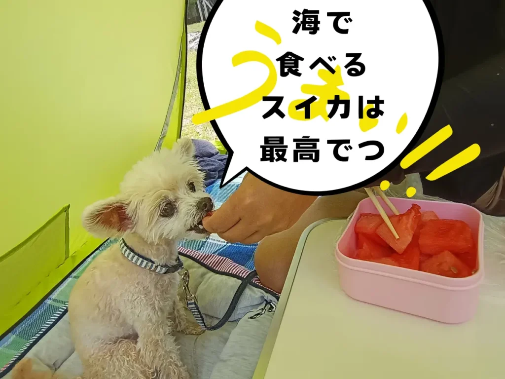 スイカを食べる犬