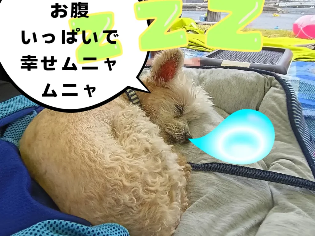 テントで寝る犬