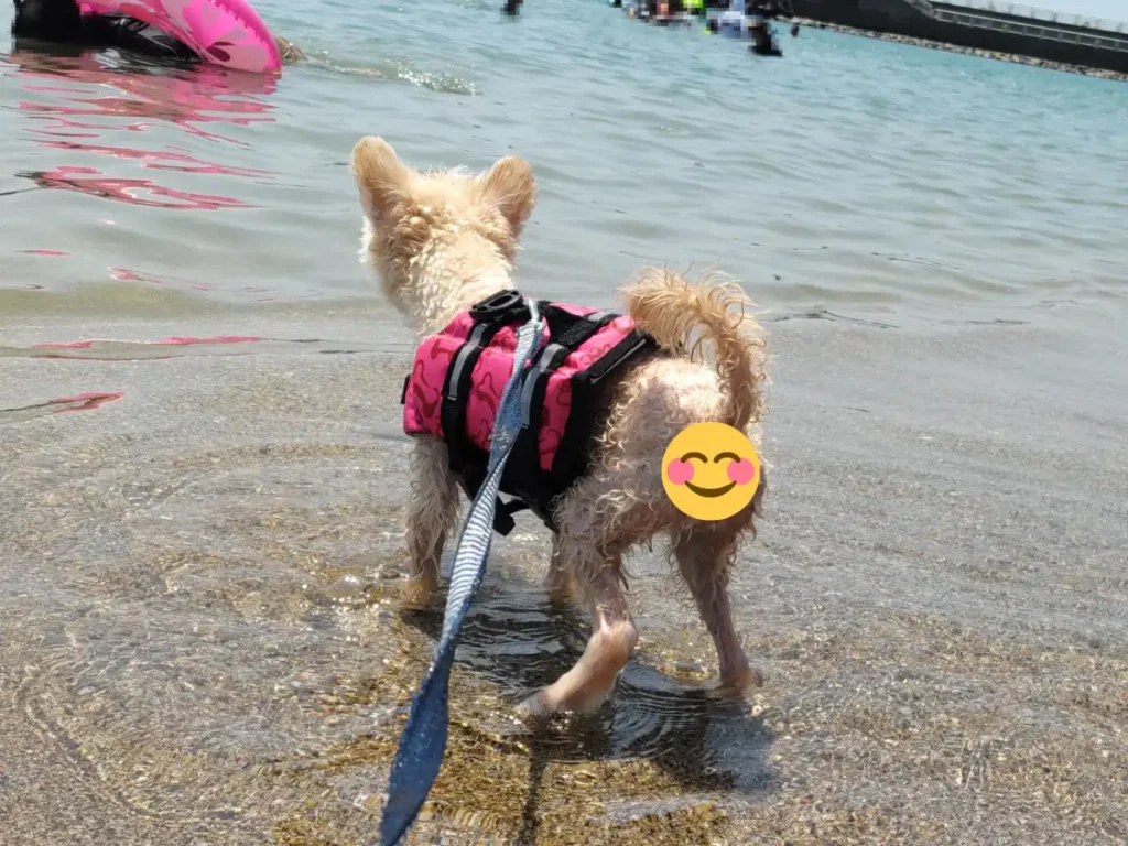 ライフジャケットを着る犬