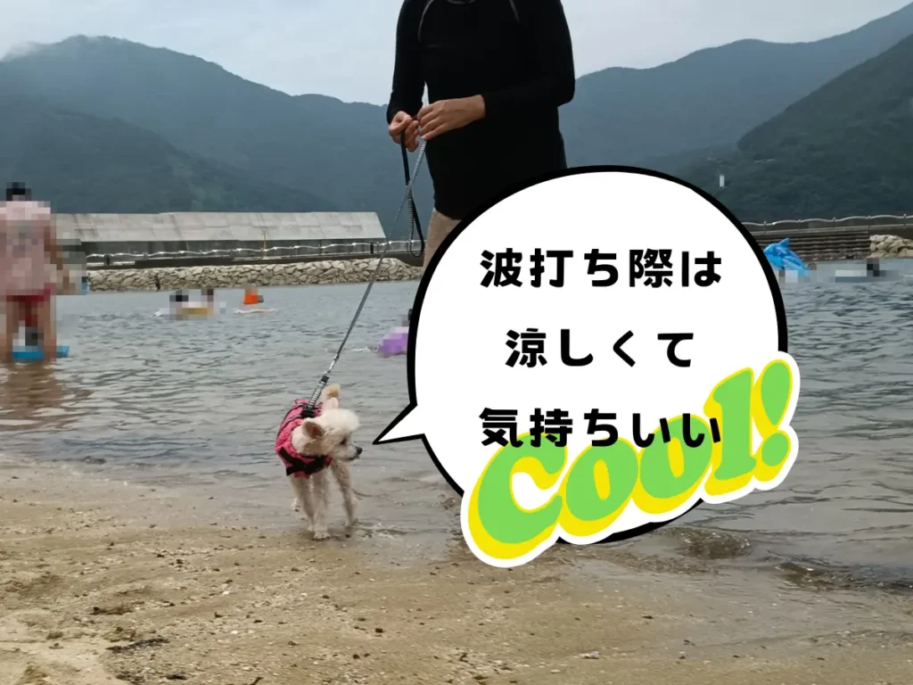 波打ち際を歩く犬