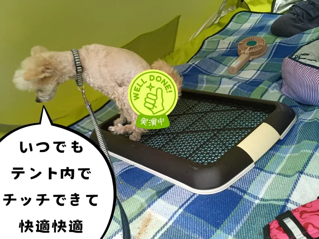 テント内のトイレトレーでおしっこする犬