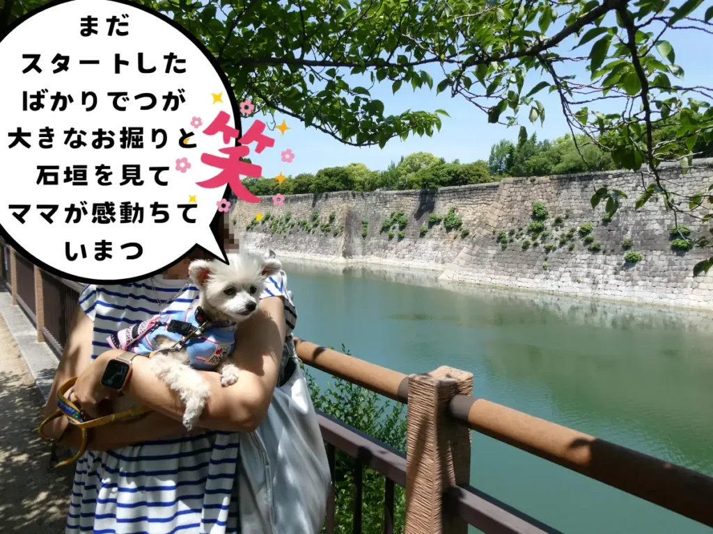 南外堀のお掘りと石垣