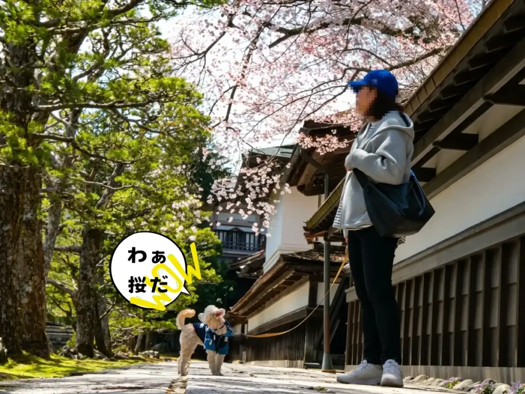 高野山の桜を見るママと犬