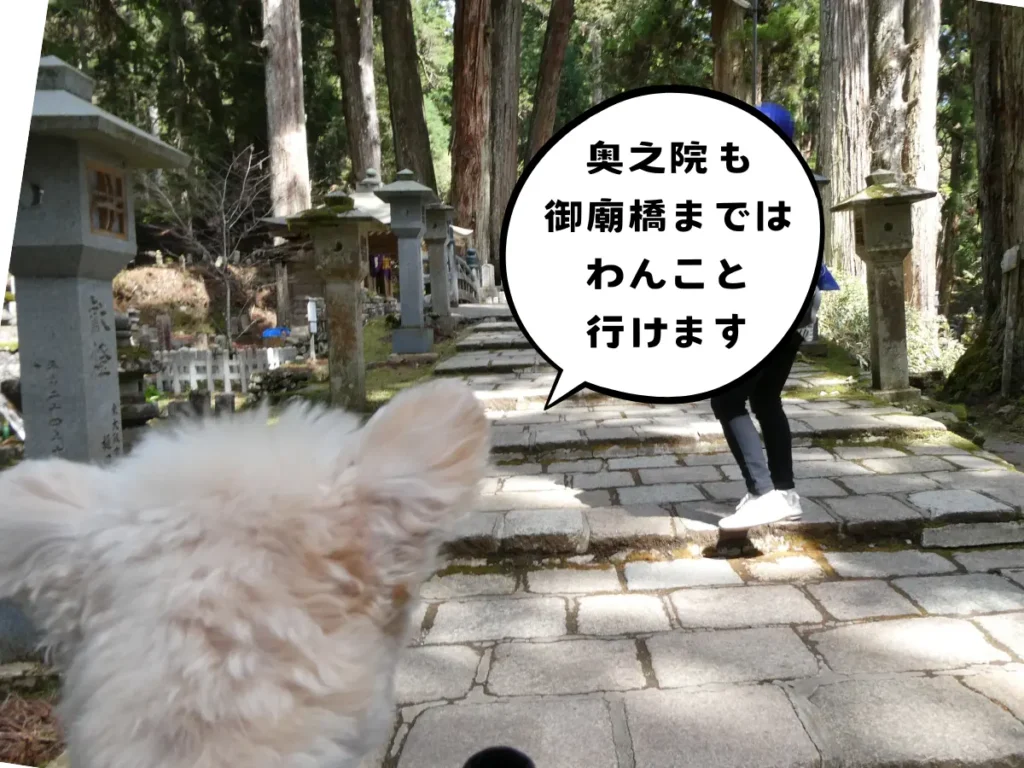 奥之院を歩くママと犬