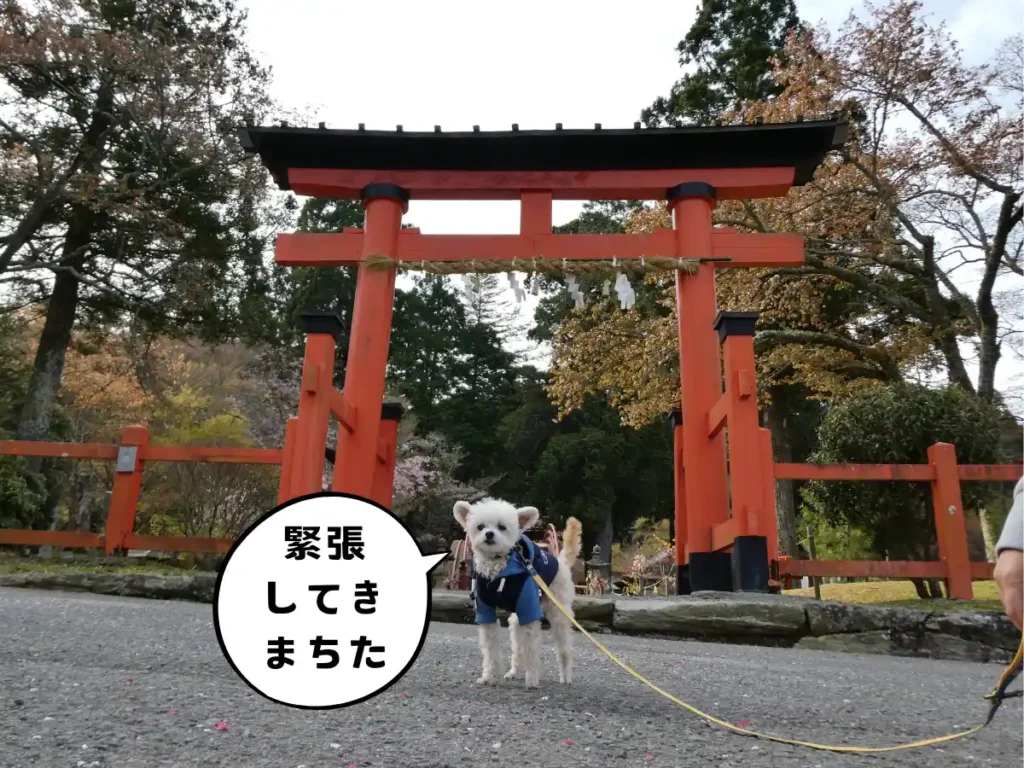 両部鳥居と犬