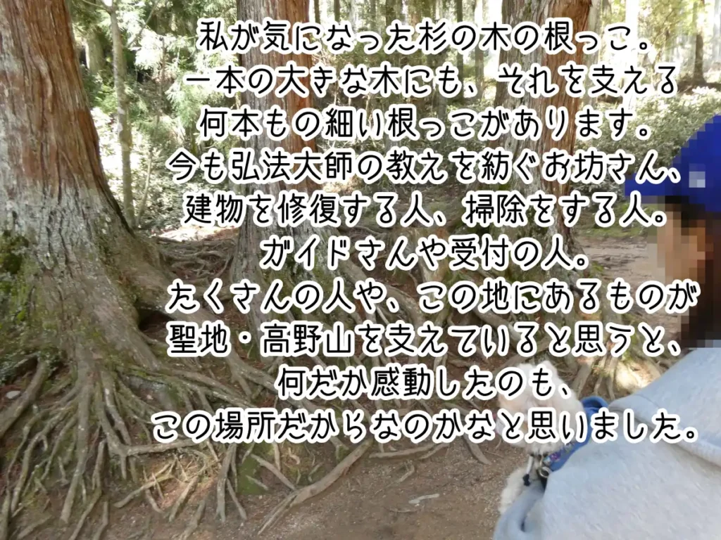 西塔の近くの杉の木