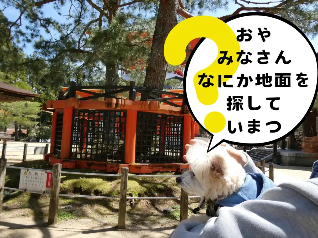 三鈷の松