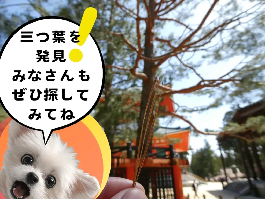 三つ葉の松葉