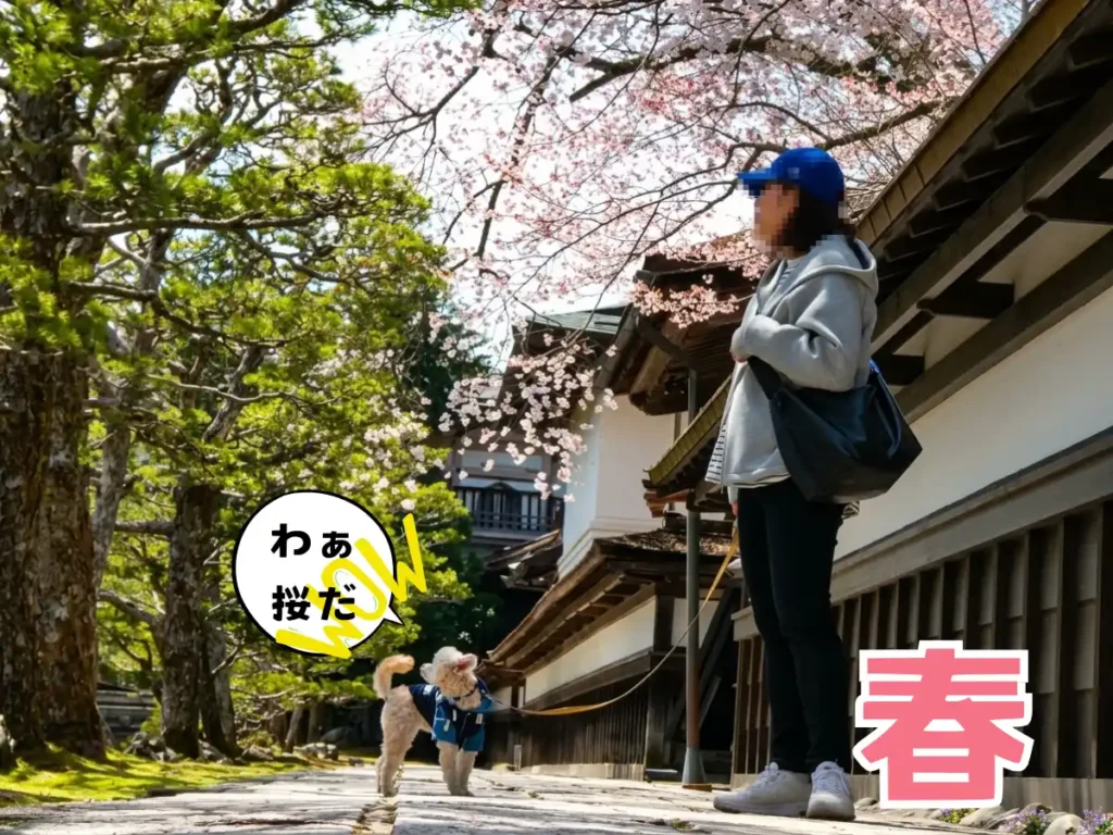 高野山の春