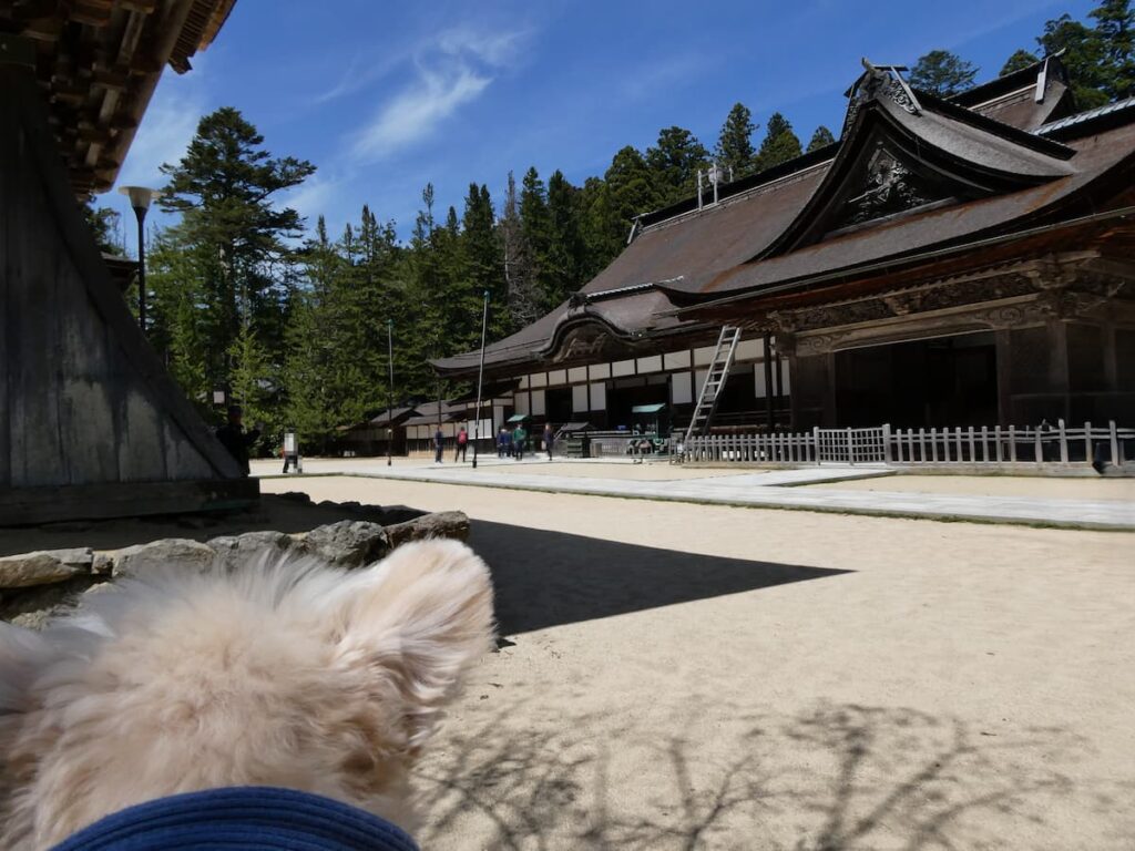 金剛峯寺の境内で待機する犬