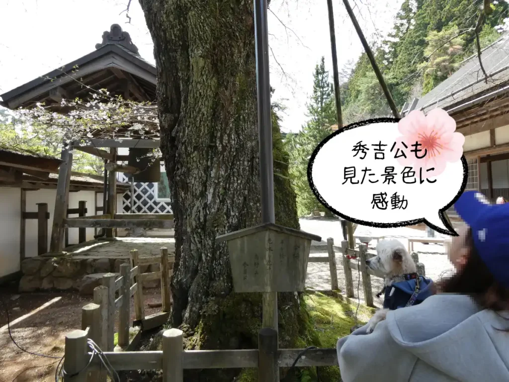 清浄心院の傘桜