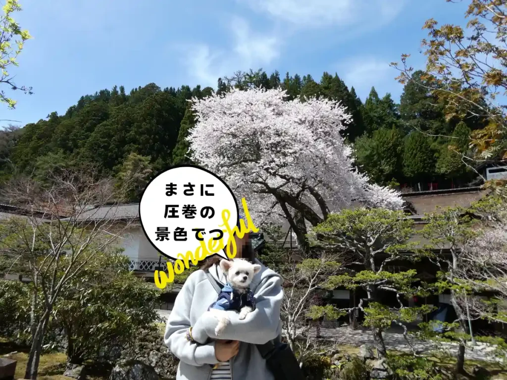 道路沿いから見る傘桜