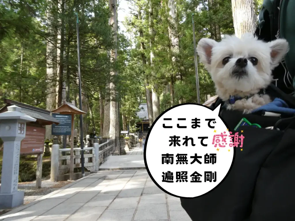 御廟橋前で待機する犬